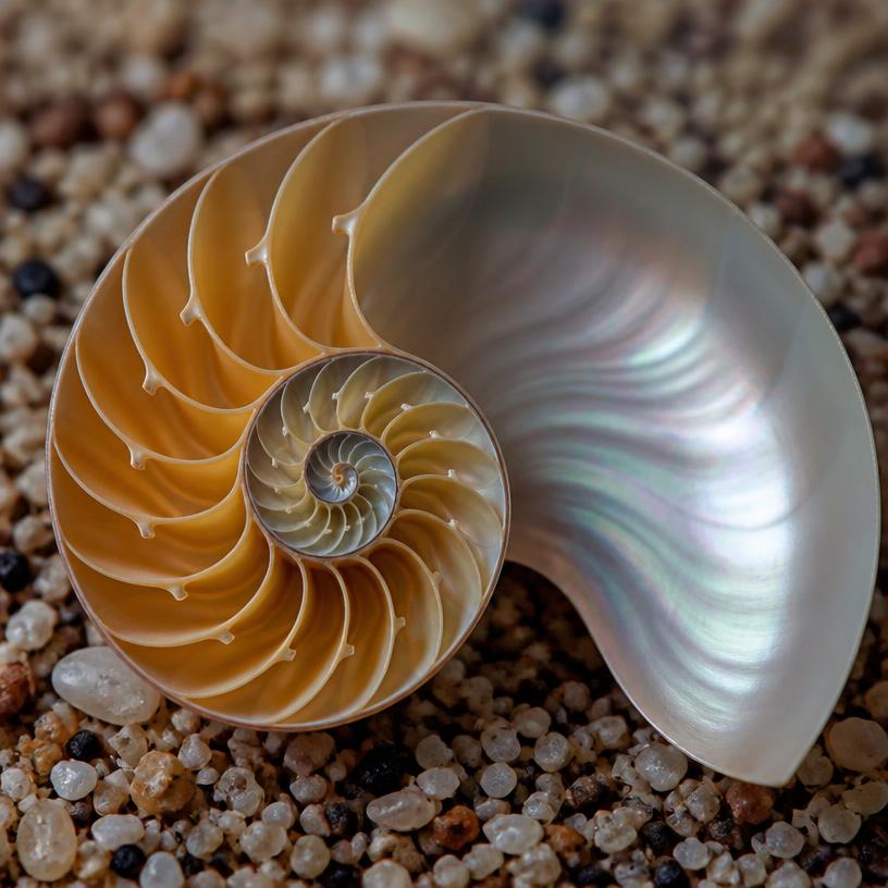 Fibonacci w Życiu Codziennym – Odkryj Tajemnice