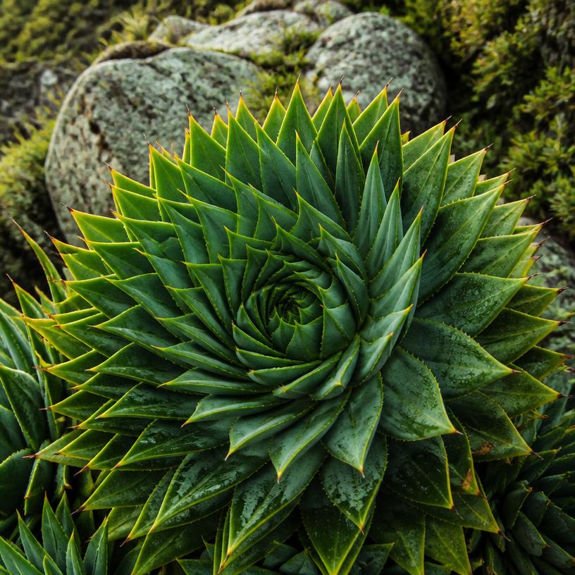 Fibonacci w Tajemnicach Matematyki