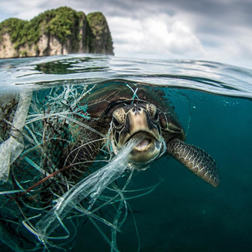 Plastik w oceanach – pamiętasz?